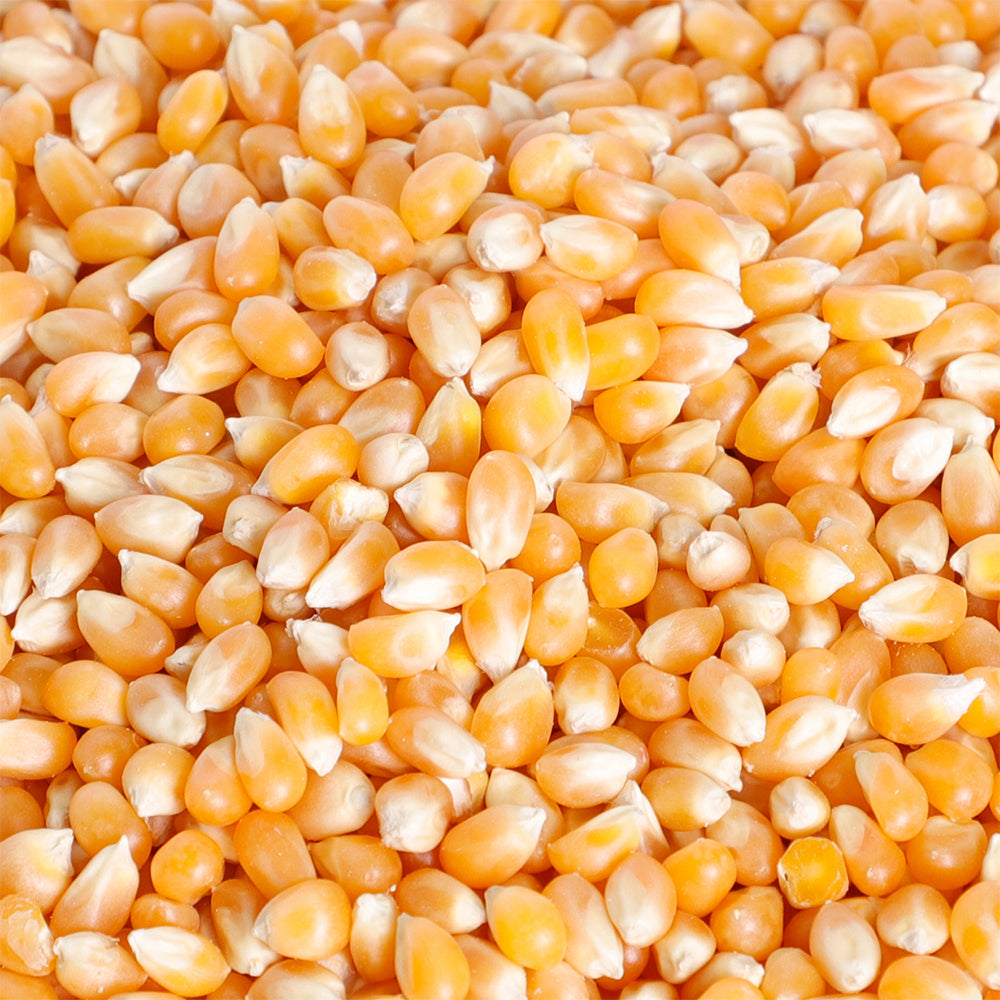 Popcorn Kernels Kit (Oil+Salt),  Butterfly Popcorn Kit 600 GM - Popcorn & Company