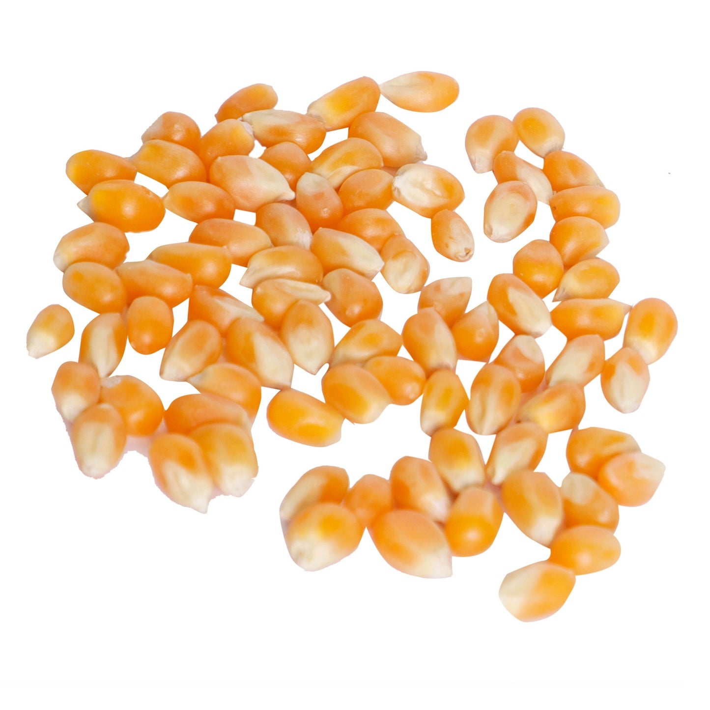 Popcorn Kernels Regular Tin 600 GM - Popcorn & Company