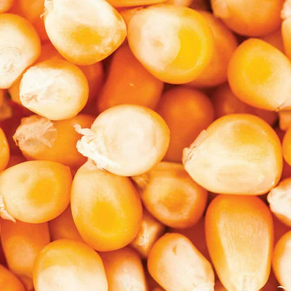 Butterfly popcorn kernels for perfect popping.